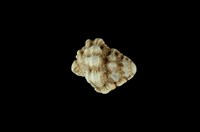 藏品(血跡蛙螺 )的圖片